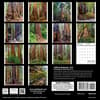 image California Redwoods 2026 Wall Calendar First Alternate Image