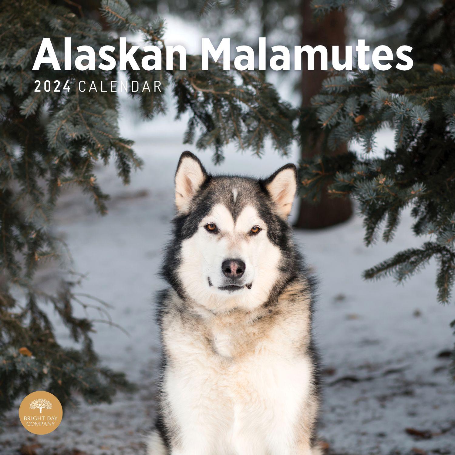 Alaskan Malamutes 2024 Wall Calendar