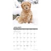 image Just Goldendoodle Puppies 2025 Wall Calendar Second Alternate Image width=&quot;1000&quot; height=&quot;1000&quot;