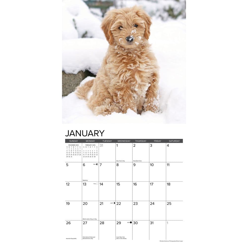 Just Goldendoodle Puppies 2025 Wall Calendar Second Alternate Image width=&quot;1000&quot; height=&quot;1000&quot;