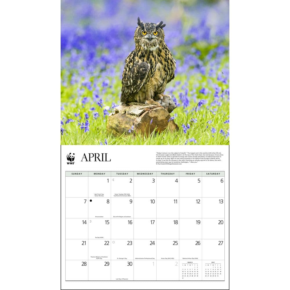 Owls WWF 2024 Wall Calendar