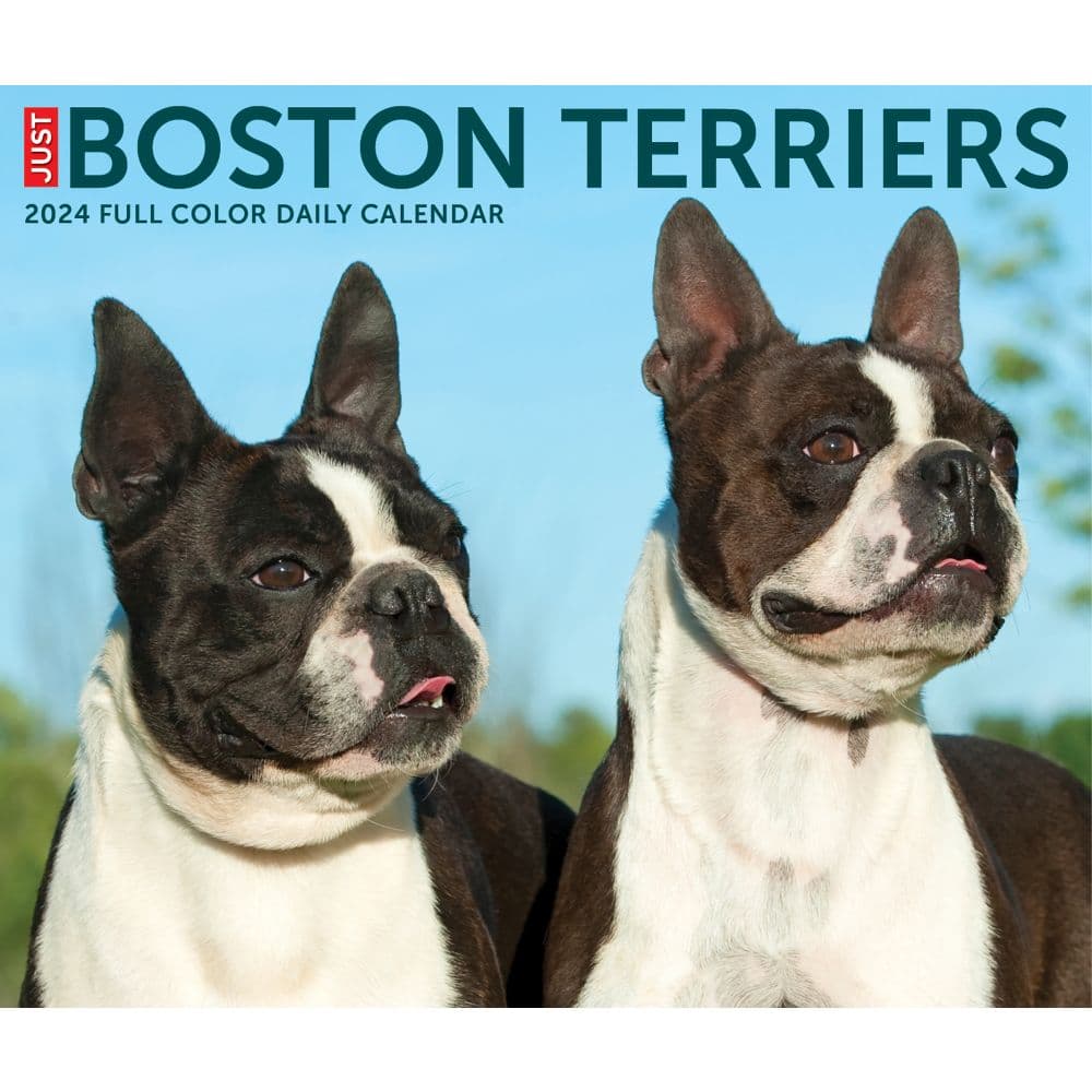 Boston Terriers Just 2024 Desk Calendar