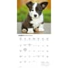 image Just Corgi Puppies 2026 Wall Calendar Second Alternate Image