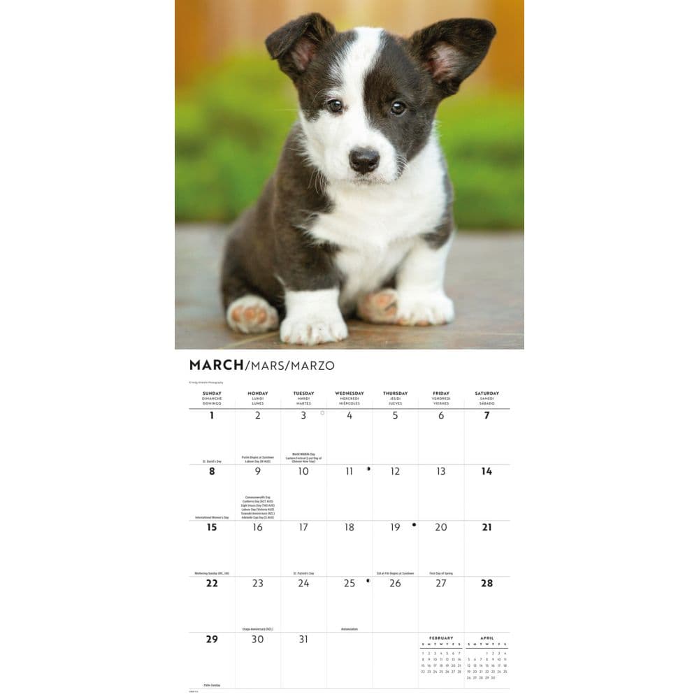 Just Corgi Puppies 2026 Wall Calendar Second Alternate Image