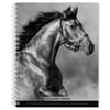 image Noble Horses Portrait Series 2025 Engagement Planner