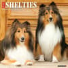 image Just Shelties 2025 Wall Calendar Main Product Image width=&quot;1000&quot; height=&quot;1000&quot;