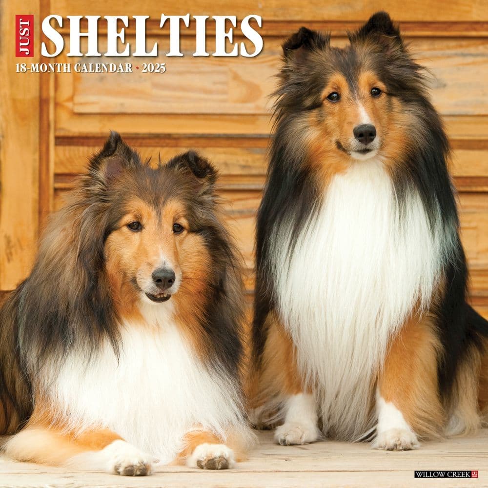 Just Shelties 2025 Wall Calendar Main Product Image width=&quot;1000&quot; height=&quot;1000&quot;