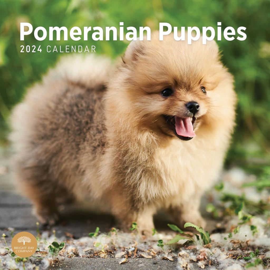 Pomeranian Puppies 2024 Wall Calendar