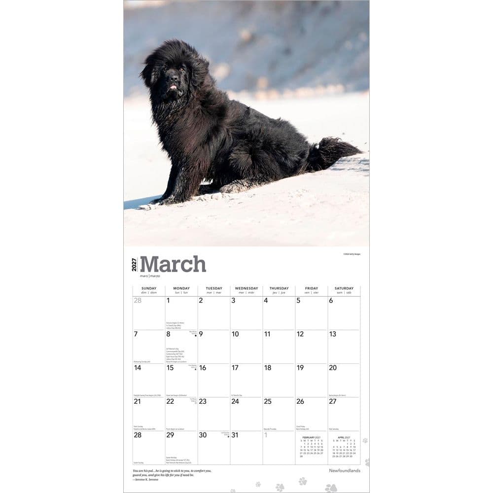 Newfoundlands 2027 Wall Calendar Second Alternate Image