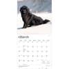 image Newfoundlands 2027 Wall Calendar Second Alternate Image