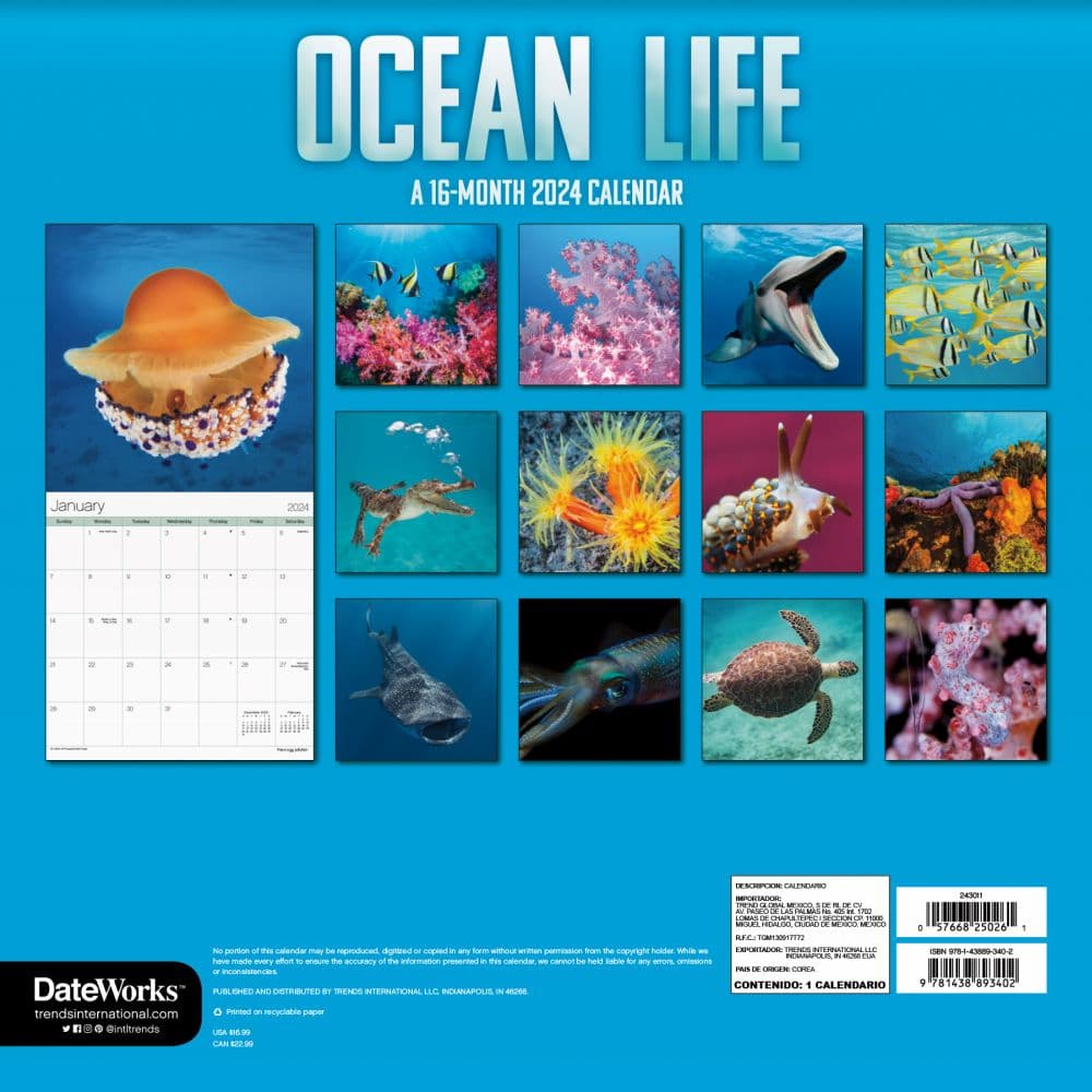 Ocean Life 2024 Wall Calendar