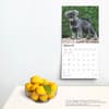 image Schnauzer Puppies 2025 Wall Calendar Fourth Alternate Image