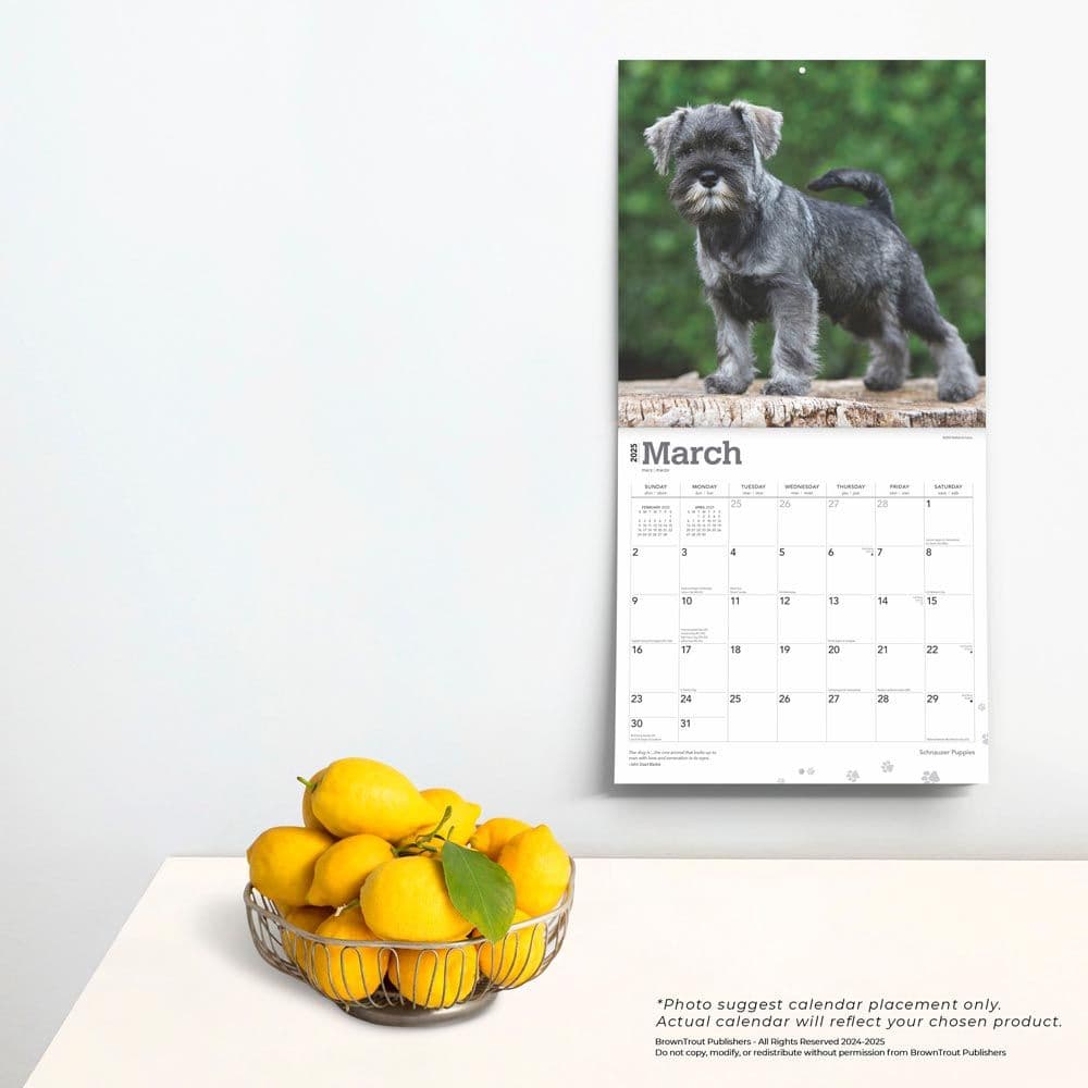 Schnauzer Puppies 2025 Wall Calendar Fourth Alternate Image