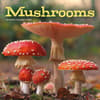 image Mushrooms 2025 Wall Calendar  Main Image