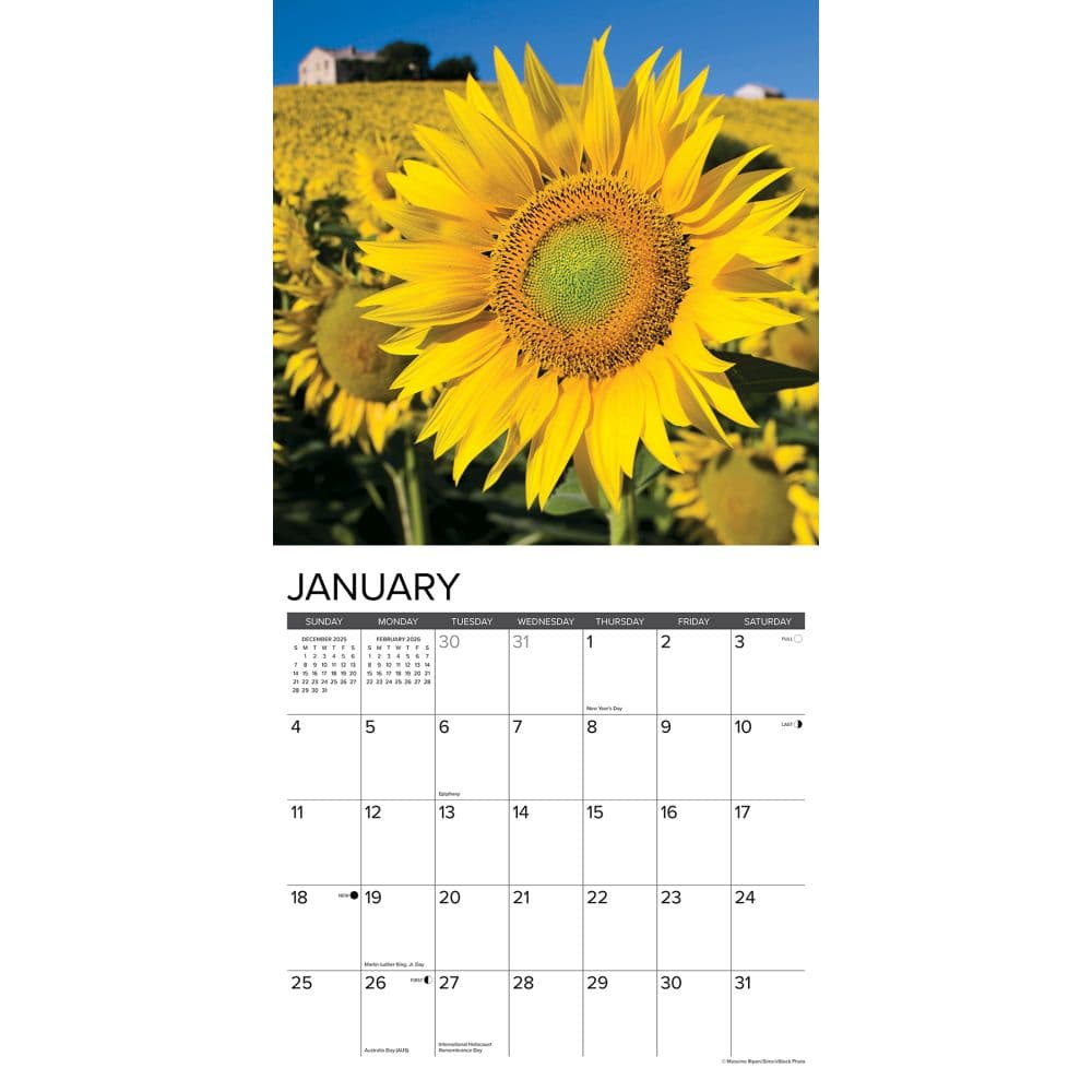 Sunflowers 2026 Wall Calendar Second Alternate Image