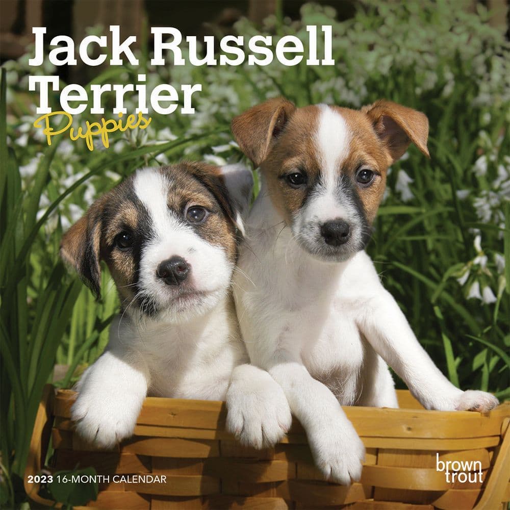 BrownTrout Jack Russell Terrier Puppies 2023 Mini Wall Calendar