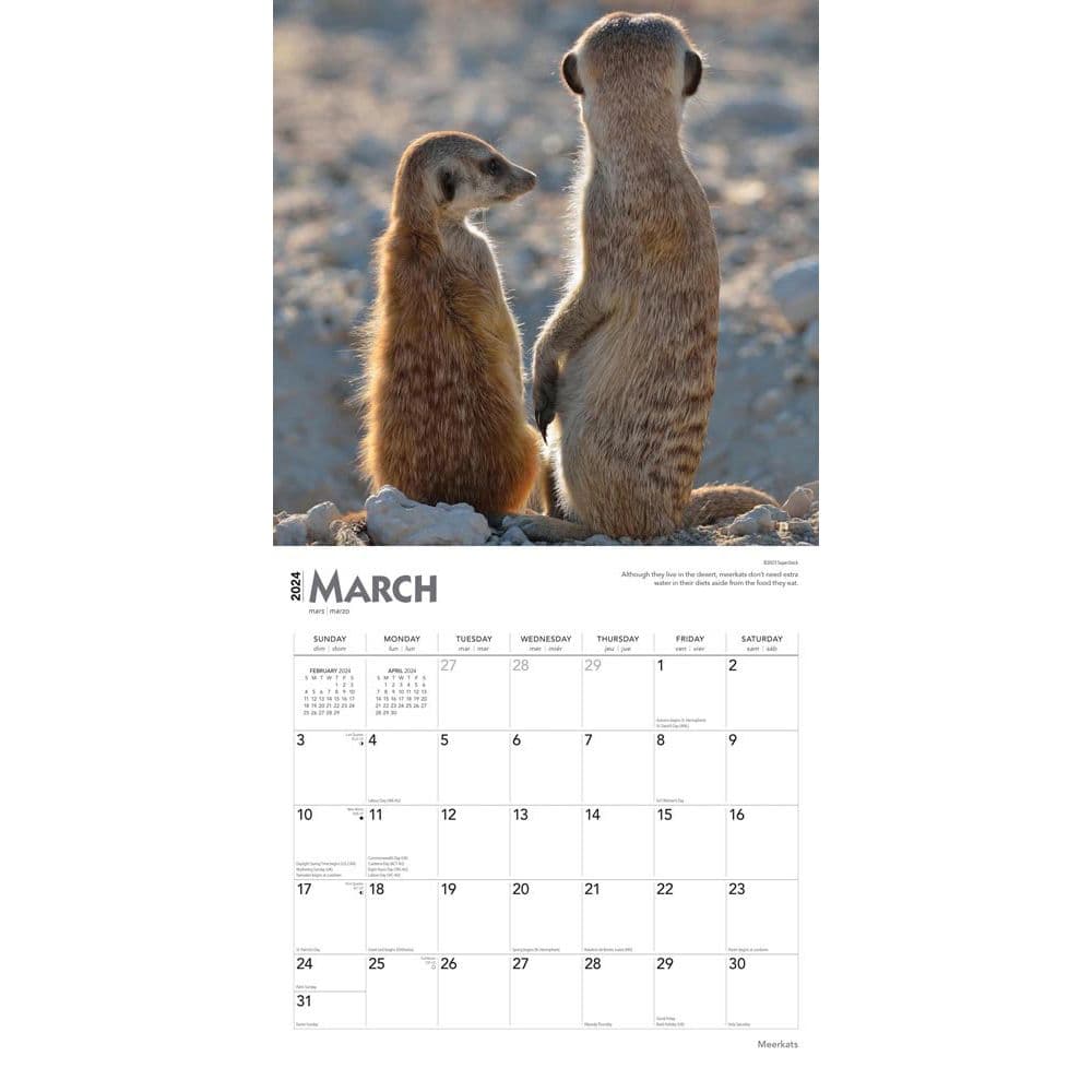 Meerkats 2024 Wall Calendar