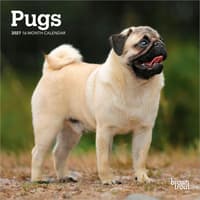 image Pugs 2027 Mini Wall Calendar Main Product Image