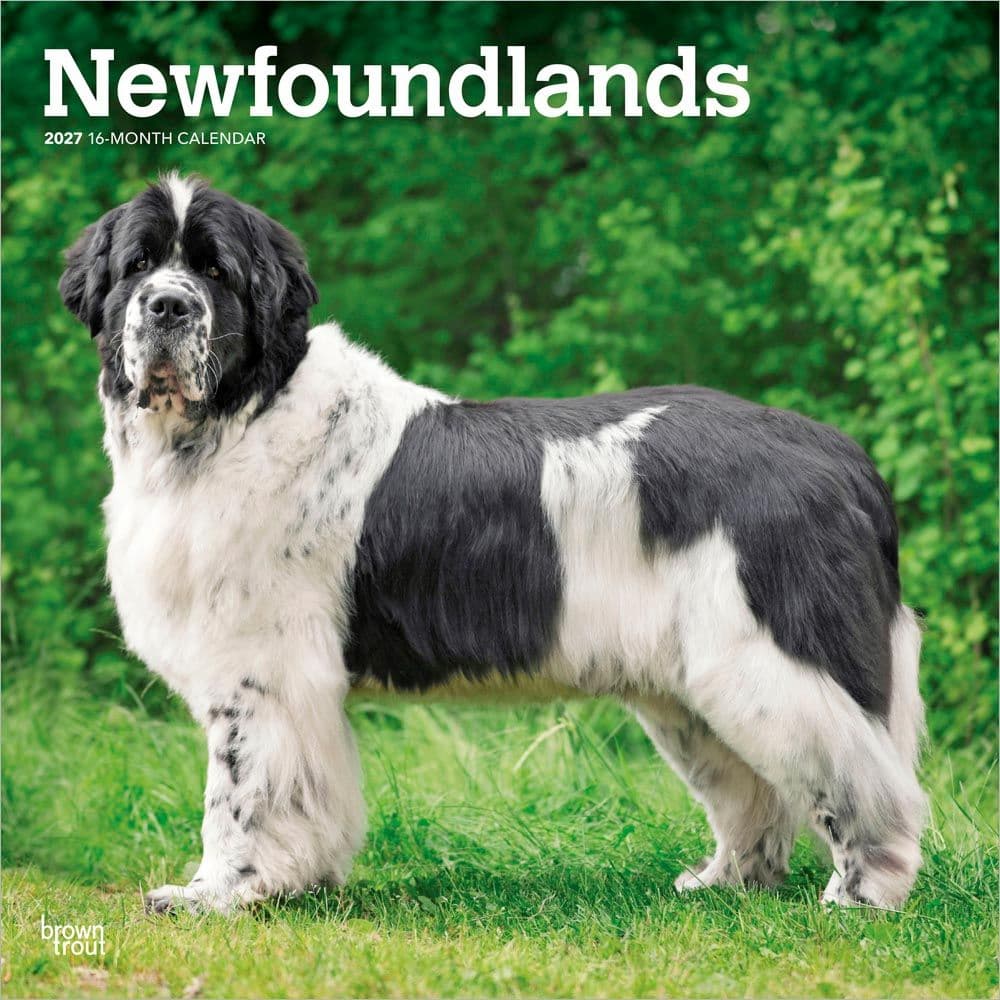 image Newfoundlands 2027 Wall Calendar Main Product Image