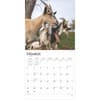 image Goats 2025 Wall Calendar