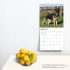 image German Shepherds 2024 Wall Calendar Alternate Image 3