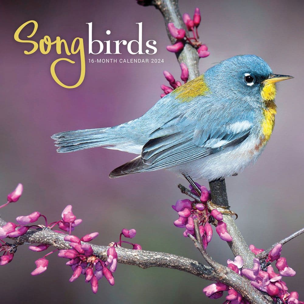 Songbirds 2024 Wall Calendar Calendars Com   2aa204f4 5b6d 4f91 9ad4 5ae1ba42792e