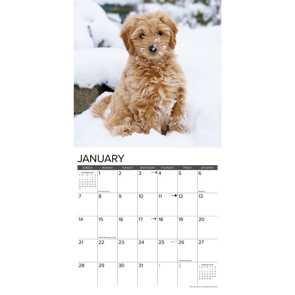 Just Goldendoodle 2024 Wall Calendar