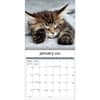 image Cats Photo 2025 Wall Calendar