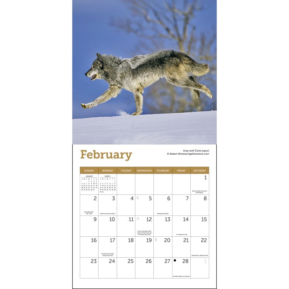 Wolves 2025 Mini Wall Calendar