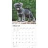 image Schnauzer Puppies 2025 Wall Calendar Second Alternate Image