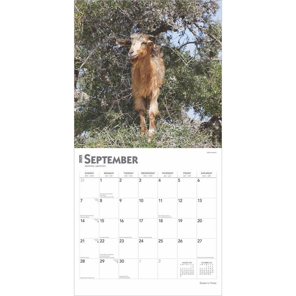 Goats in Trees 2025 Wall Calendar Third Alternate Image