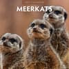 image Meerkats 2027 Wall Calendar Main Product Image