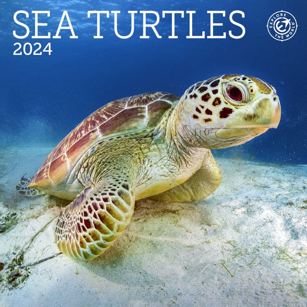 Sea Turtles 2024 Mini Wall Calendar