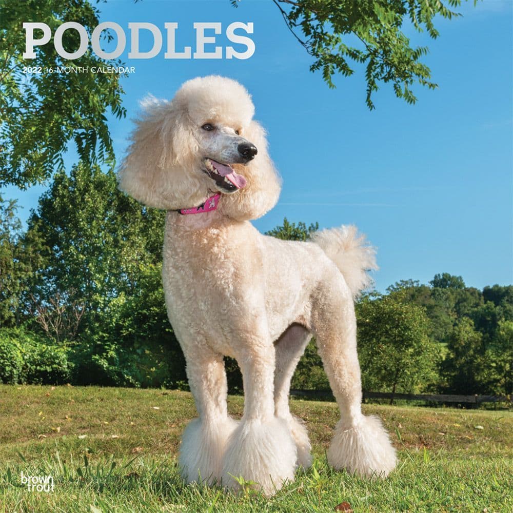 Poodles 2022 Calendars