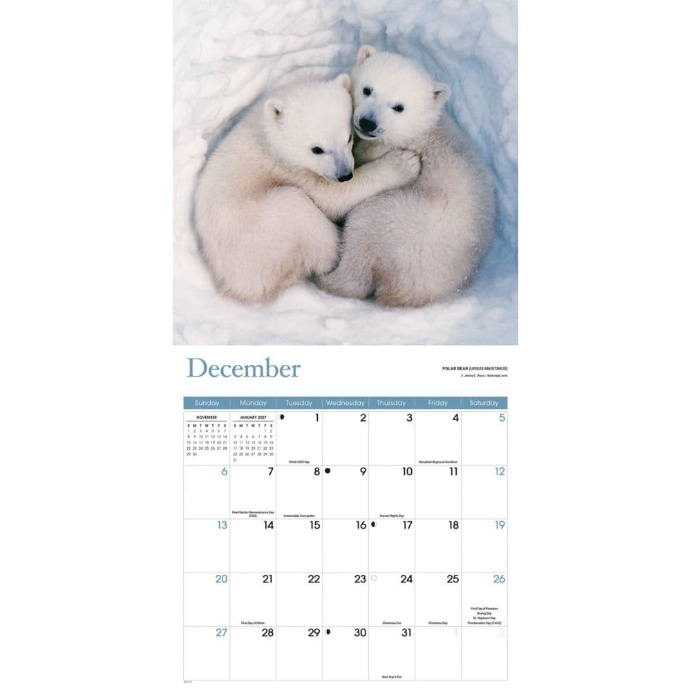 Baby Animals Special Value 2026 Wall Calendar Fourth Alternate Image
