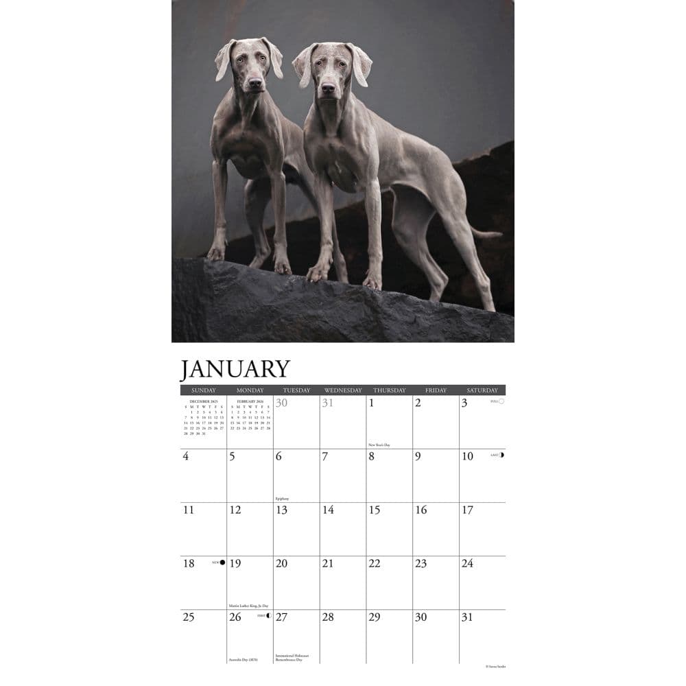 Just Weimaraners 2026 Wall Calendar Second Alternate Image