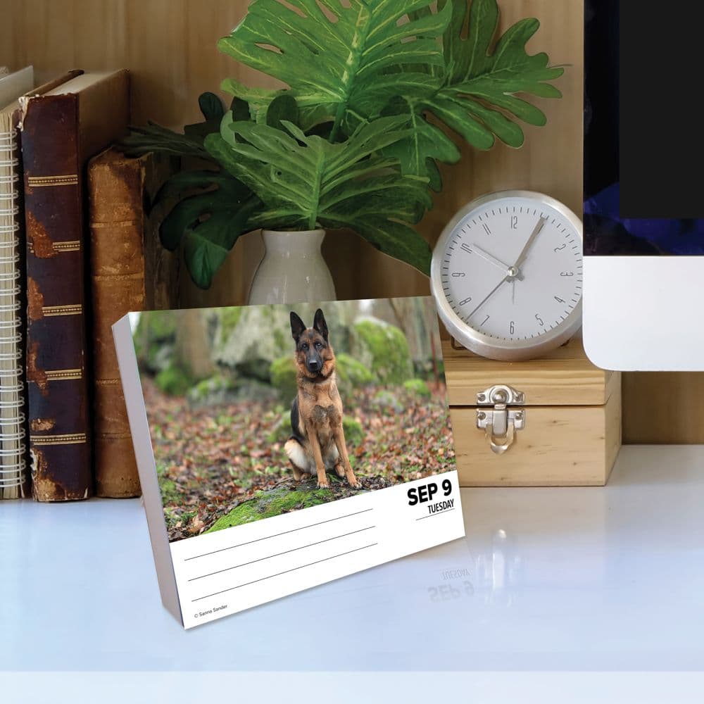 German Shepherds Just 2025 Desk Calendar