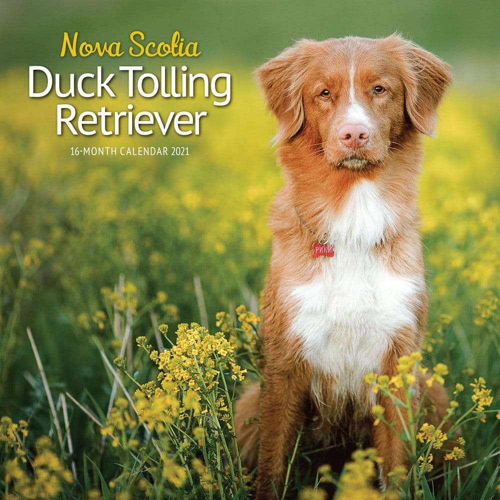 Nova Scotia Duck Tolling Retriever Wall Calendar