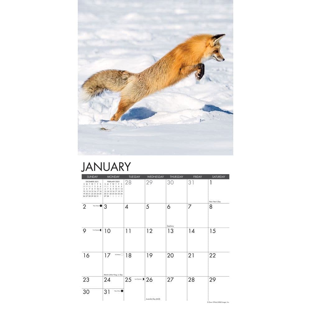 Fox Christmas Schedule 2022 Foxes 2022 Wall Calendar - Calendars.com