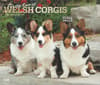 image Welsh Corgis Deluxe 2025 Wall Calendar