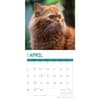 image Persian Cats 2024 Wall Calendar