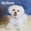 image Maltese 2025 Mini Wall Calendar Main Image