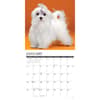 image Just Maltese 2026 Wall Calendar Second Alternate Image