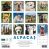 image Alpacas 2026 Wall Calendar First Alternate Image