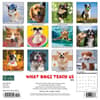 image Dogs What Dogs Teach Us 2024 Wall Calendar Alternate Image 1