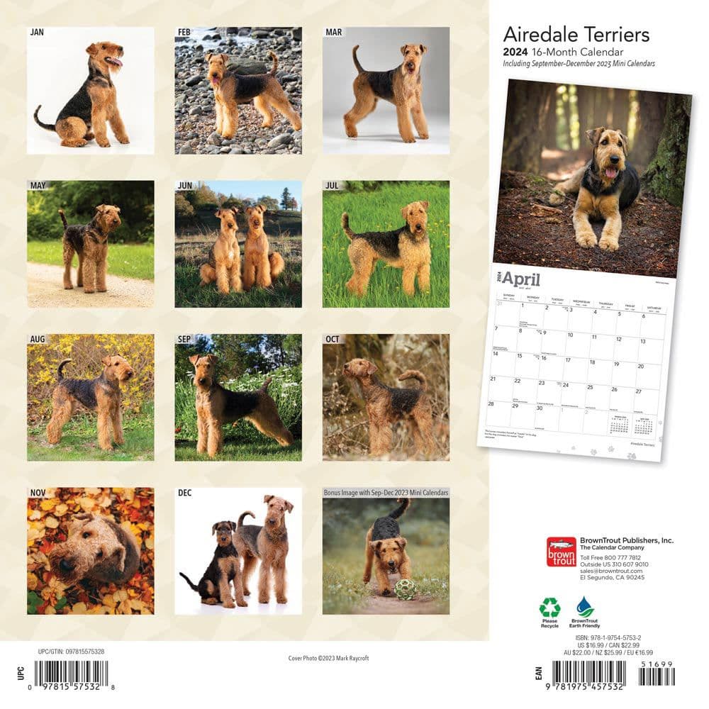 Airedale Terriers 2024 Wall Calendar