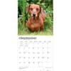 image Miniature Dachshunds 2027 Wall Calendar Third Alternate Image