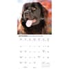image Newfoundlands 2026 Wall Calendar Third Alternate Image