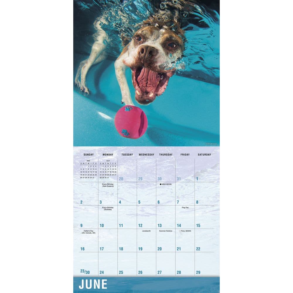 Underwater Dogs 2024 Wall Calendar