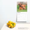 image Rhodesian Ridgebacks 2025 Wall Calendar Fourth Alternate Image width=&quot;1000&quot; height=&quot;1000&quot;